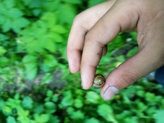 Fruticicola fruticum