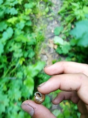 Fruticicola fruticum