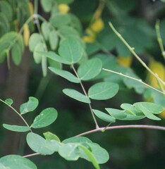 Erythrostemon mexicanus