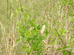 Senegalia bonariensis