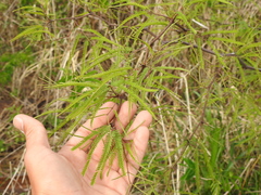 Prosopis alba