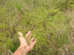 Prosopis alba