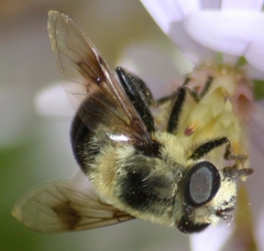 Eristalis anthophorina