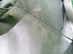 Phyllobius argentatus