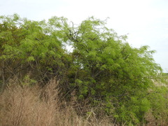 Prosopis alba