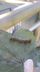 Anisota virginiensis