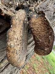 Cerioporus squamosus
