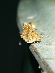 Macaria bicolorata
