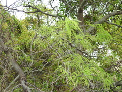 Prosopis alba