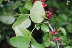 Cocculus diversifolius