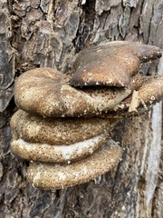 Cerioporus squamosus