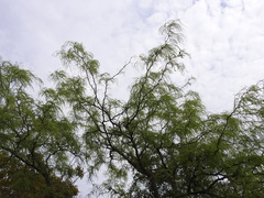 Prosopis alba