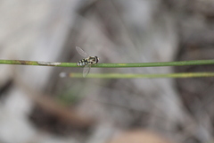 Simosyrphus grandicornis