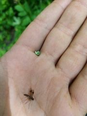 Diplazon laetatorius