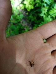 Diplazon laetatorius