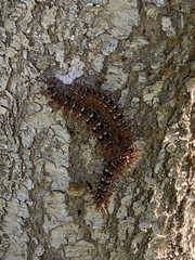 Ormiscodes cinnamomea