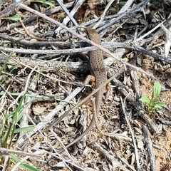 Trachylepis variegata