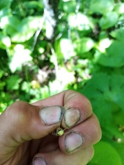 Enoplognatha ovata