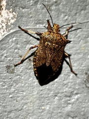 Alcaeorrhynchus grandis