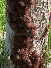 Ormiscodes cinnamomea