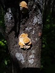 Trametes trogii