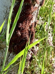 Ormiscodes cinnamomea