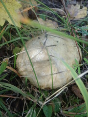 Suillus viscidus