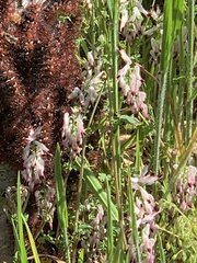 Ormiscodes cinnamomea