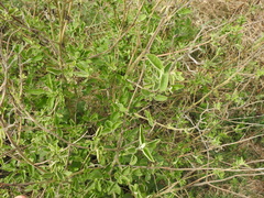 Austroeupatorium inulifolium