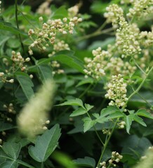 Serjania brachycarpa