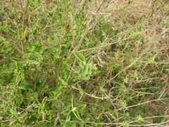 Austroeupatorium inulifolium