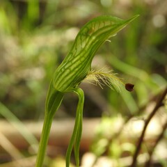 Pterostylis plumosa