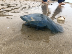 Rhizostoma octopus
