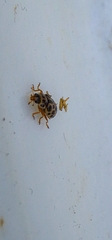 Anisosticta novemdecimpunctata