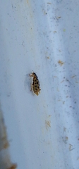 Anisosticta novemdecimpunctata