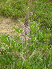 Lupinus albescens