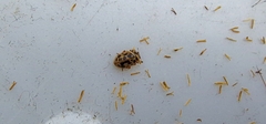 Anisosticta novemdecimpunctata
