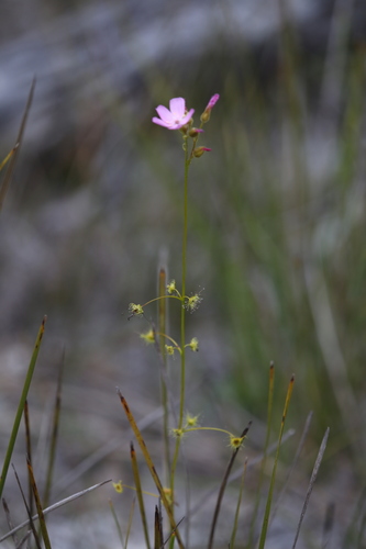 Image of Drosera neesii by (c) Hugo Innes, some rights reserved (CC BY)