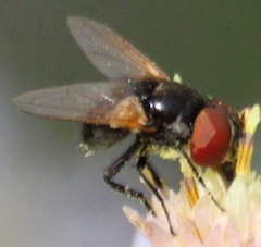 Phasia