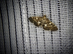 Piletocera sodalis