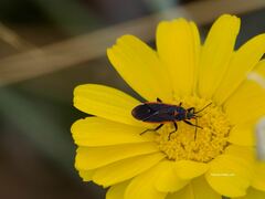 Melacoryphus lateralis