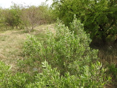 Baccharis dracunculifolia