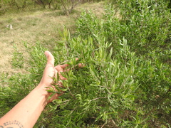 Baccharis dracunculifolia