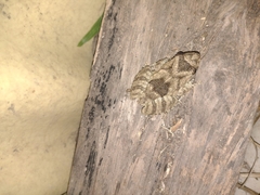 Scinax acuminatus