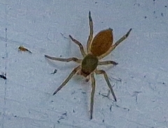 Clubiona