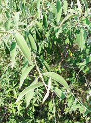 Buddleja parviflora