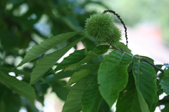 Castanea dentata