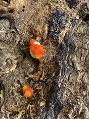 Pluteus aurantiorugosus