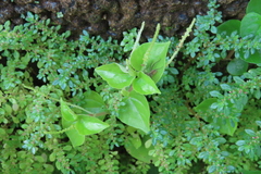 Peperomia pellucida