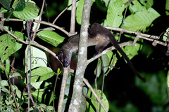 Arctogalidia trivirgata